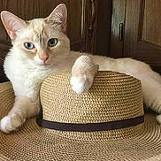 Ruby Ann joined the competition — help win amazing prizes! blue_eyes, brown, cat, close_up, cream_colored, domestic_animal, feline, fur, hat, house_cat, indoor, lying_down, natural_light, paw, pet, relaxed, straw_hat, texture, whiskers, wooden_background