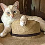 blue_eyes, brown, cat, close_up, cream_colored, domestic_animal, feline, fur, hat, house_cat, indoor, lying_down, natural_light, paw, pet, relaxed, straw_hat, texture, whiskers, wooden_background