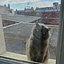 cat, window, roof, sky, clouds, building, brick_wall, gray_cat, fluffy, outdoor, urban, reflection, curious, pet, animal, daylight, architecture, antenna, chimney, glass