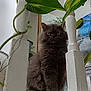 Gandalf participe au concours pour gagner de l'argent avec cette photo : cat, gray_cat, fluffy, indoor, plant, leaf, wooden_spindle, furniture, pet, animal, sitting, serious, green, white, close_up, domestic_cat, fur, eyes, nature_indoor, home