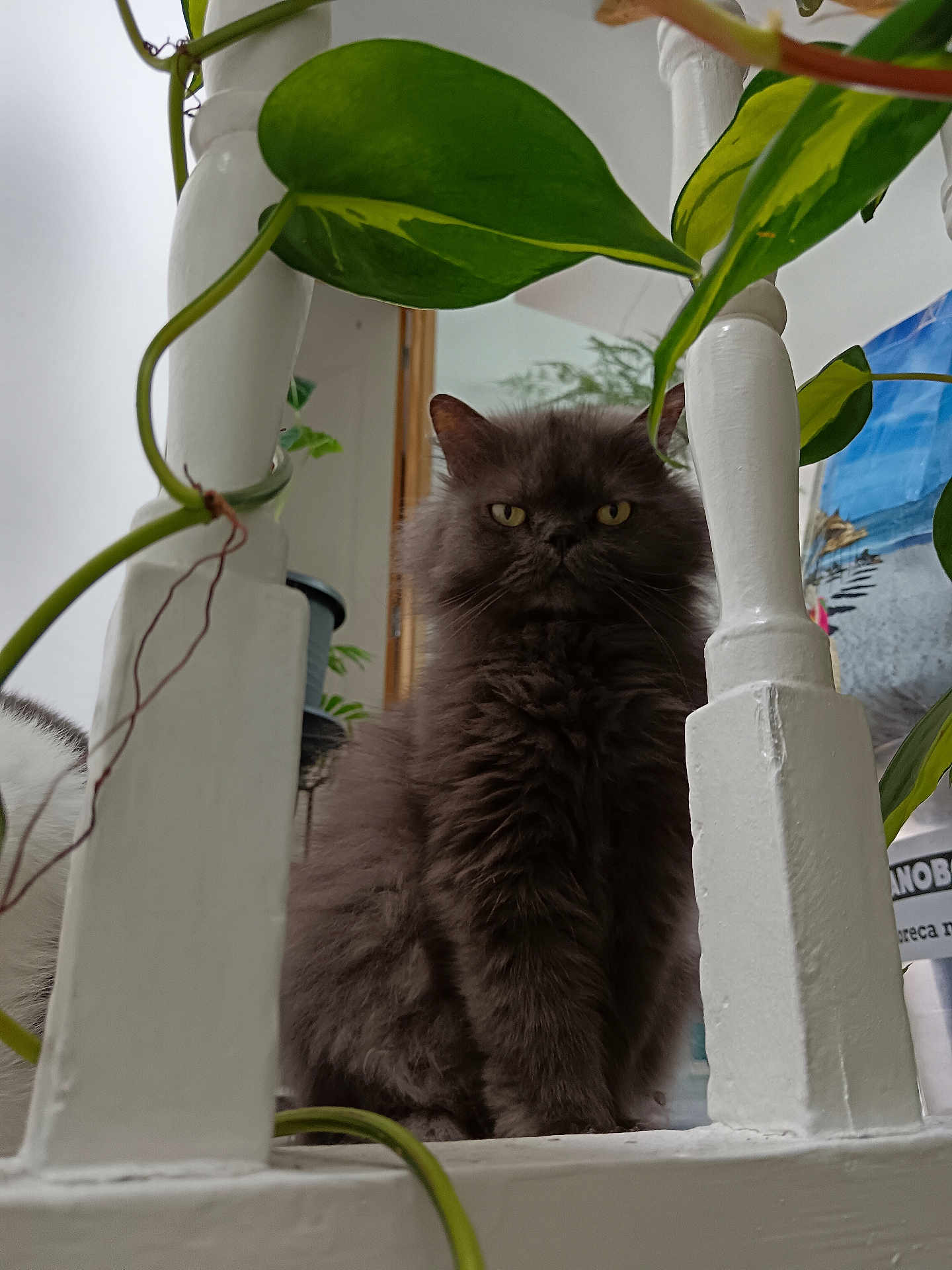 Gandalf