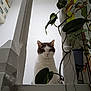 cat, animal, pet, stairs, railing, plant, leaf, indoor, white, curious, feline, closeup, looking, green, houseplant, wood, interior, eye_contact, cute, domestic