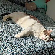 Inouï a rejoint le concours — aidez-le/la à gagner de superbes lots ! cat, sleeping, bed, blanket, pillow, indoor, resting, pet, feline, cozy, sunlight, pattern, floral, cute, domestic_animal, relaxation, fur, whiskers, nap, comfortable