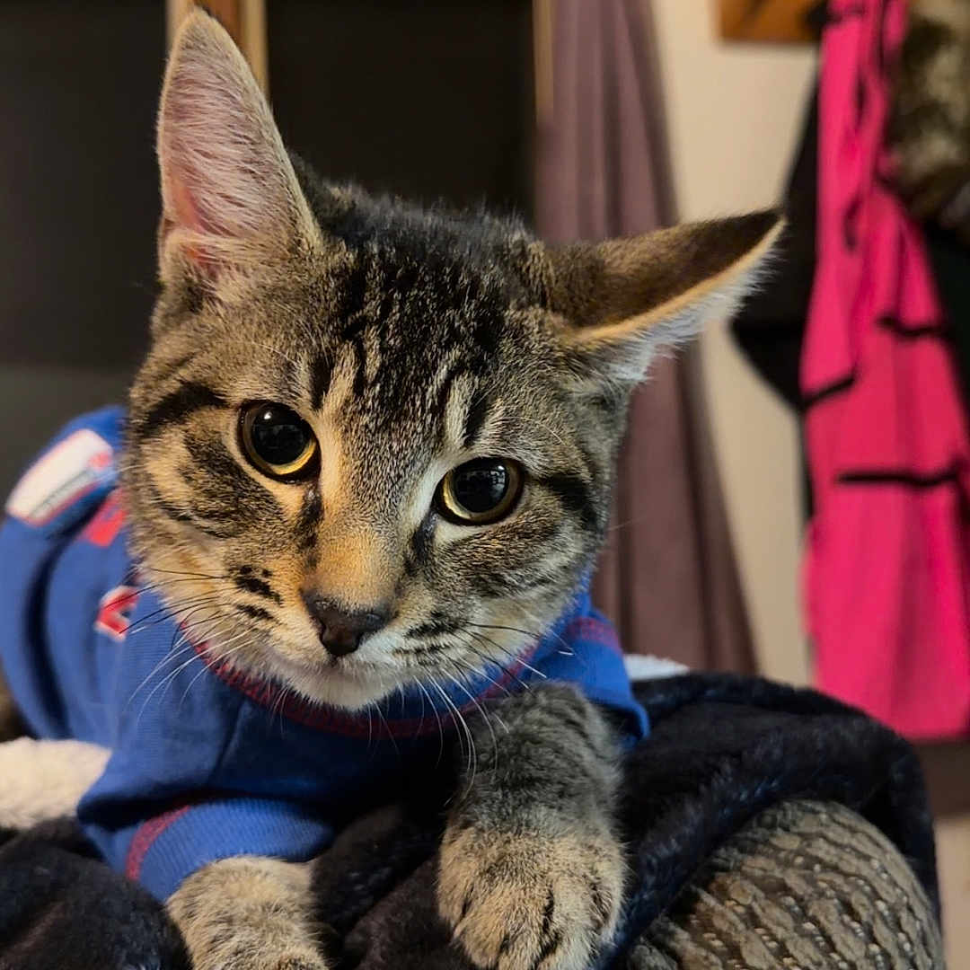 Support Skynyrd in Cat Photo Contest - Cash