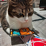 Molly participe au concours pour gagner de l'argent avec cette photo : animal, black_fur, brown_fur, card_game, cat, close_up, ears, feline, funny, green_eyes, indoor, pet, playing_cards, portrait, serious_expression, table, tuxedo_cat, uno_cards, whiskers, white_fur