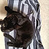 cat, black_cat, pet, animal, striped_towel, towel, floor, curious, green_eyes, fur, relaxed, indoor, mammal, whiskers, tail, cute, domestic_cat, feline, resting, looking_up