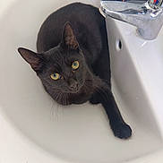 Soolka participe au concours pour gagner de l'argent avec cette photo : animal, black_cat, black_fur, cat, closeup, curious, cute, domestic_cat, faucet, feline, hairdryer, household, indoor, looking_up, pet, resting, sink, whiskers, white_sink, yellow_eyes