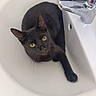 animal, black_cat, black_fur, cat, closeup, curious, cute, domestic_cat, faucet, feline, hairdryer, household, indoor, looking_up, pet, resting, sink, whiskers, white_sink, yellow_eyes