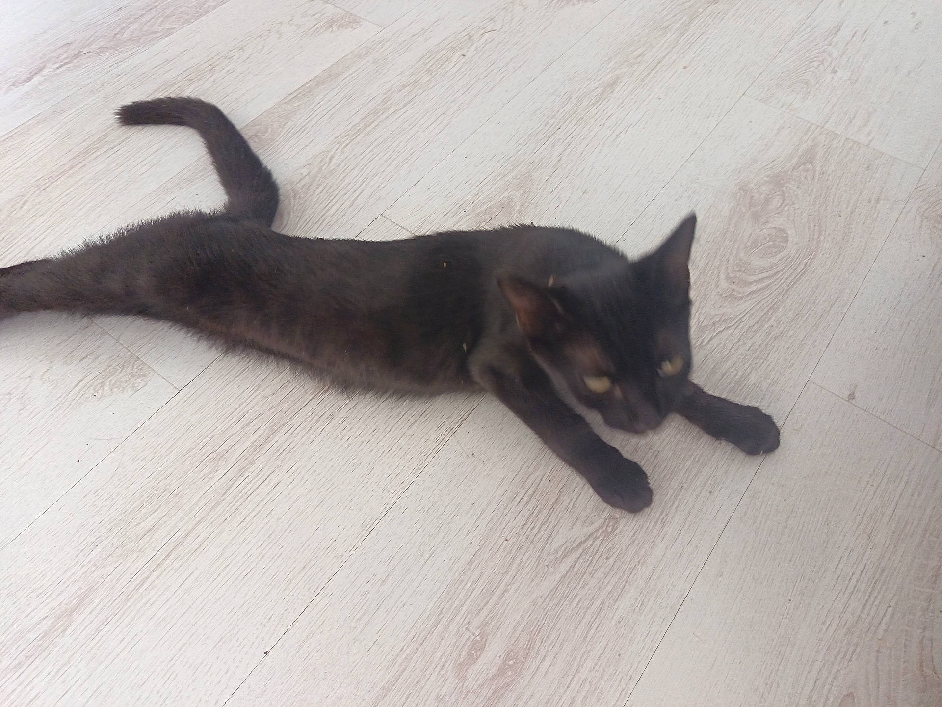 animal, black_cat, blurred, cat, cute, domestic_cat, ears, feline, floor, four_legs, fur, indoor, motion_blur, pet, playful, stretching, tail, whiskers, wooden_floor, young_cat