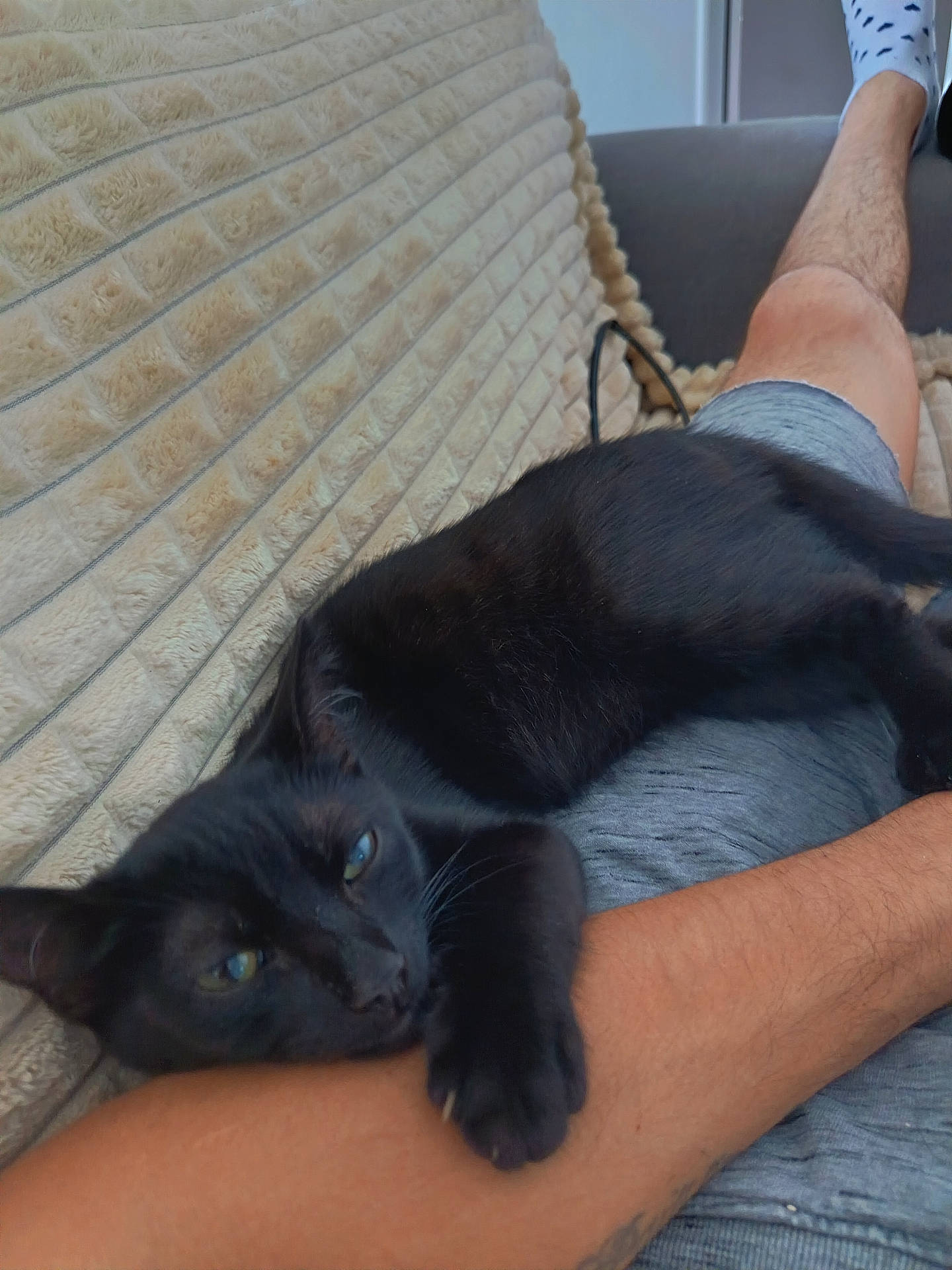 animal, black_cat, blanket, casual, cat, comfort, couch, cozy, feline, fur, home, human_arm, human_leg, indoor, paw, pet, relaxed, resting, sleepy, texture