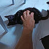 animal, black_cat, cute, domestic_animal, engagement, feline, floor, hand, human_hand, indoor, interaction, kitten, light, paw, pet, playing, shadow, tail, wooden_floor, young_cat