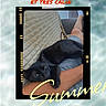 Soolka participe au concours pour gagner de l'argent avec cette photo : arm, beige_couch, black_cat, cat, close_up, couch, cozy, cuddling, domestic_animal, feline, french_text, home, indoor, person, pet, red_text, relaxing, resting, summer_text, text_overlay
