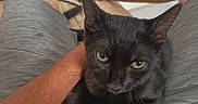 Soolka a rejoint le concours — aidez-le/la à gagner de superbes lots ! black_cat, cat, pet, animal, lap, legs, person, indoor, casual, relaxation, home, gray_shorts, tattoo, sock, furniture, couch, resting, close_up, whiskers, ears
