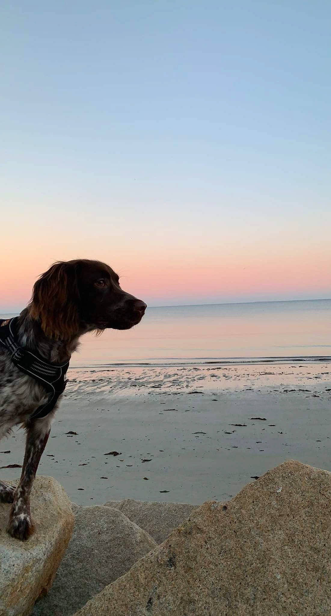 Ruby a rejoint le concours — aidez-le/la à gagner de superbes lots ! beach, canidae, carnivore, coast, collar, companion_dog, dog, dog_breed, dog_collar, gun_dog, horizon, lake, ocean, pointing_breed, sky, sporting_group, sunrise, water, wave, wind_wave