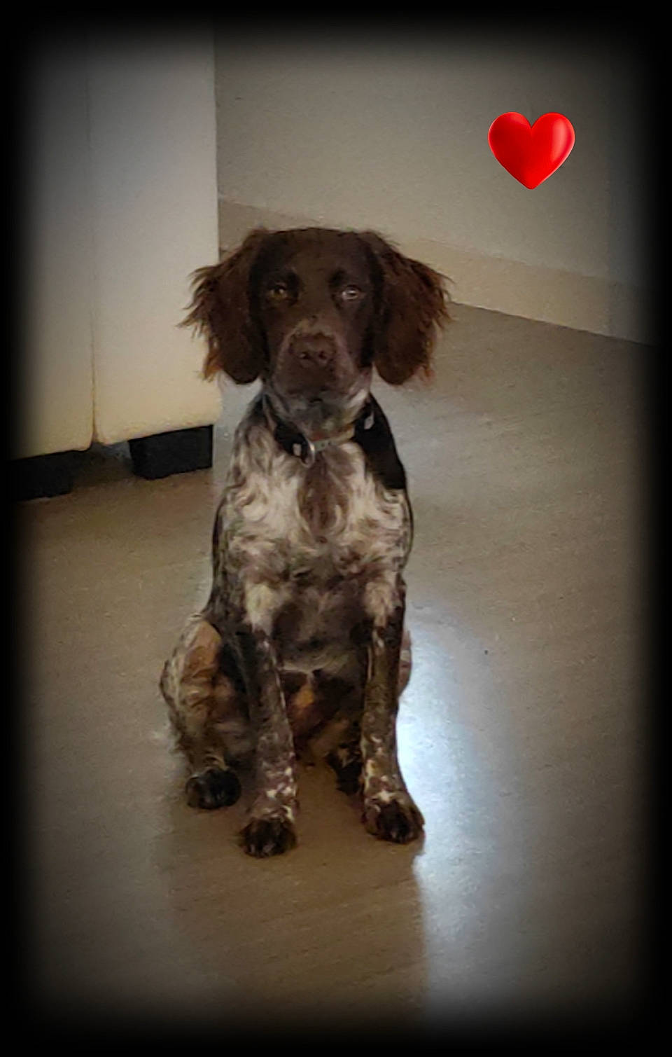 Ruby participe au concours pour gagner de l'argent avec cette photo : canidae, carnivore, companion_dog, dog, dog_breed, fawn, fur, gun_dog, liver, snout, spaniel, sporting_group, working_animal