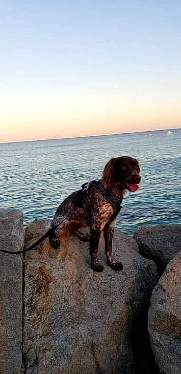 Ruby participe au concours pour gagner de l'argent avec cette photo : canidae, carnivore, coast, companion_dog, dog, dog_breed, evening, fawn, gun_dog, horizon, lake, liver, ocean, rock, sky, sporting_group, tail, water, water_dog, wood