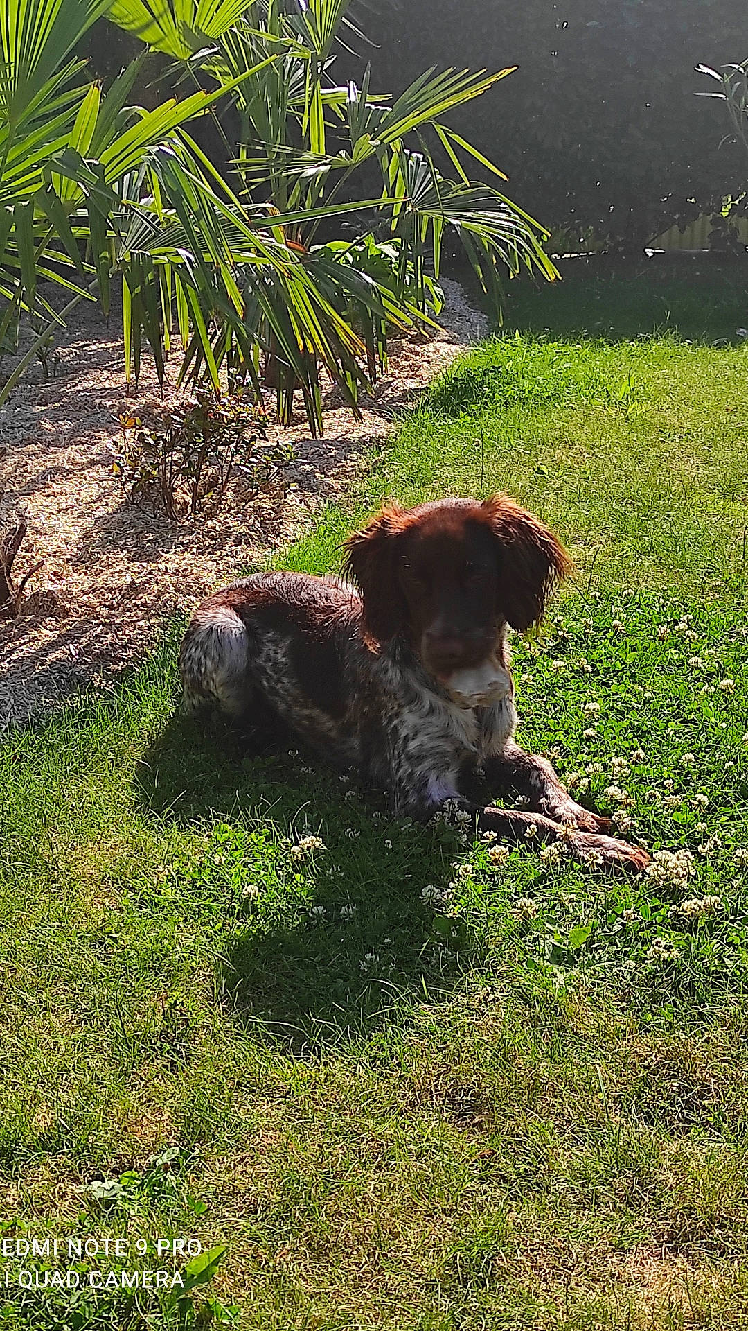 Ruby participe au concours pour gagner de l'argent avec cette photo : arecales, carnivore, companion_dog, dog, dog_breed, fawn, grass, grass_family, grassland, groundcover, gun_dog, labrador_retriever, liver, plant, pointing_breed, sporting_group, tail, terrestrial_plant, water_dog, working_animal