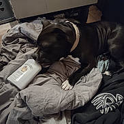 Diezel joined the competition — help win amazing prizes! animal, black_dog, blanket, bottle, bottle_label, chewing, clothing, collar, dog, domestic, fabric, floor, hoodie, indoor, kitchen, lying_down, malibu, pet, playful, white_paws