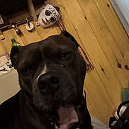 Diezel joined the competition — help win amazing prizes! dog, black_dog, pet, close_up, indoor, wooden_wall, mask, panting, animal, face, tongue, household, furniture, bottle, decor, leash, collar, canine, background, portrait