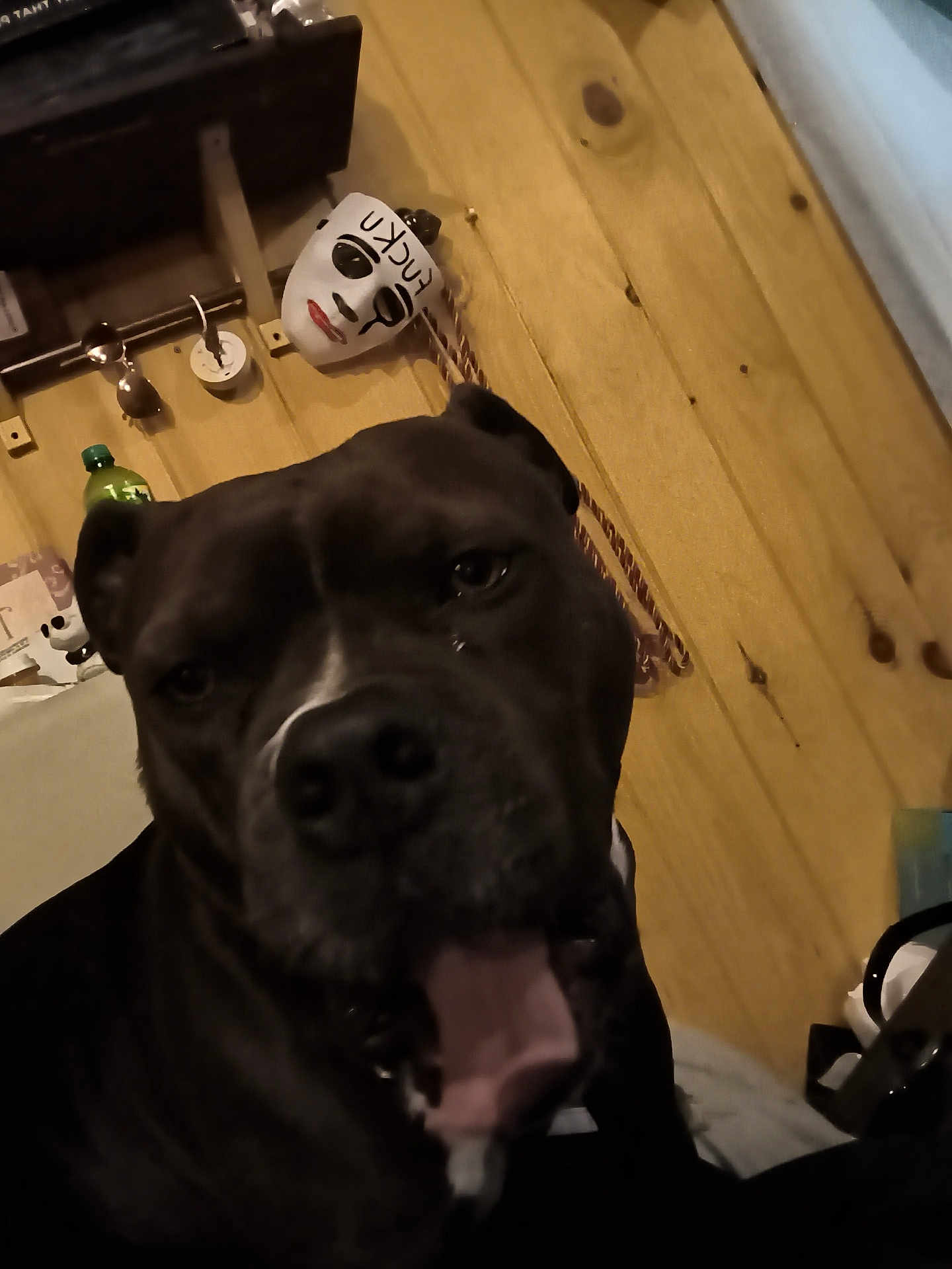 Diezel joined the competition — help win amazing prizes! dog, black_dog, pet, close_up, indoor, wooden_wall, mask, panting, animal, face, tongue, household, furniture, bottle, decor, leash, collar, canine, background, portrait