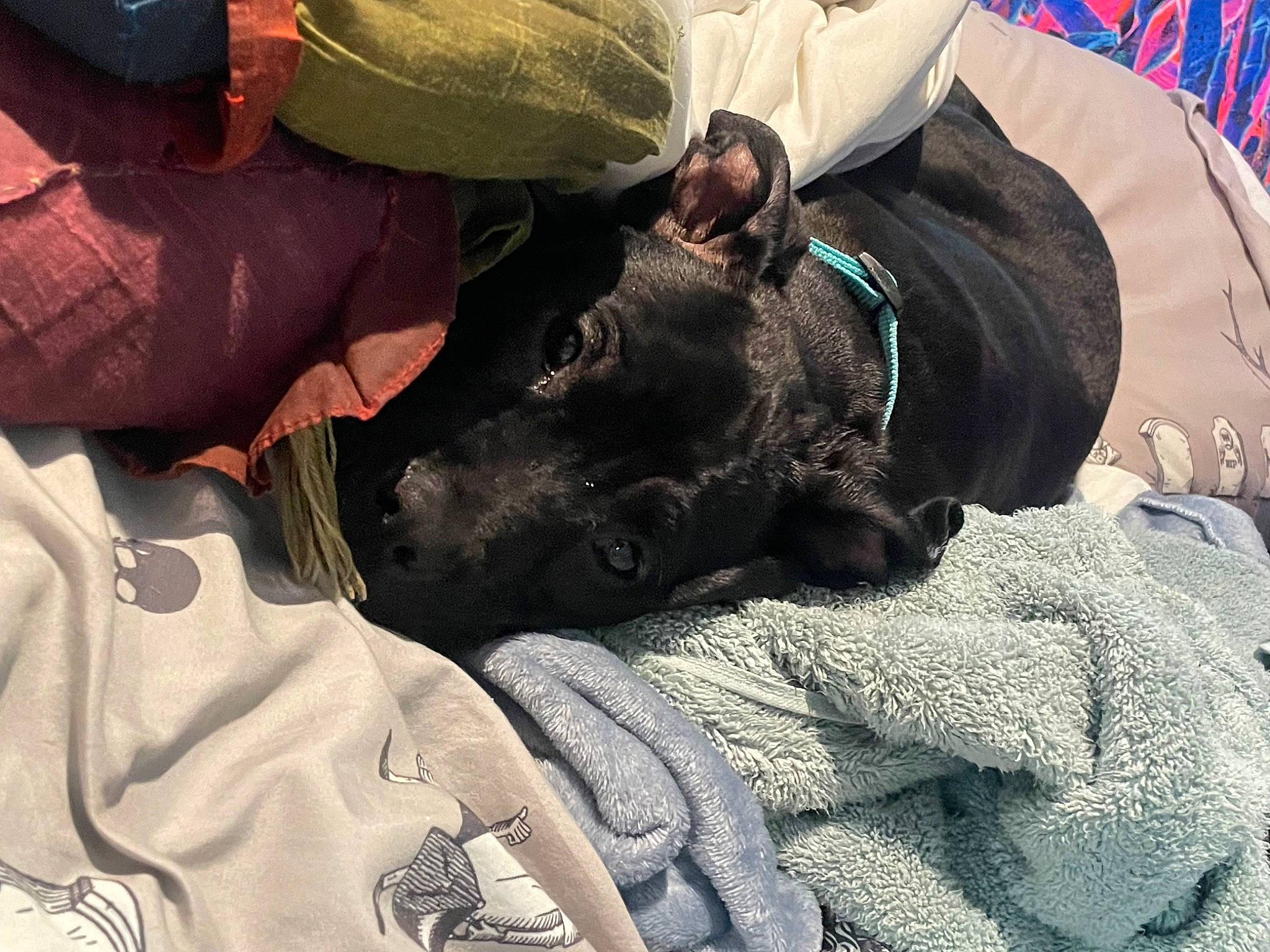 Ash joined the competition — help win amazing prizes! baseball_cap, canidae, cap, carnivore, comfort, companion_dog, dog, dog_breed, fawn, felidae, fur, gesture, hat, nap, personal_protective_equipment, small_to_medium_sized_cats, snout, sporting_group, whiskers, working_animal