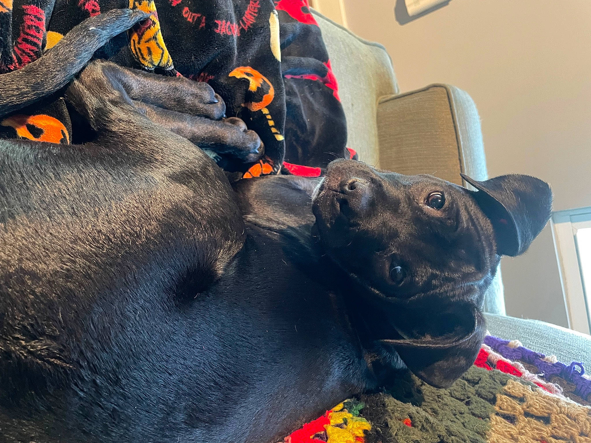 Ash is registered to the contest to win money with this photo: canidae, carmine, carnivore, collar, comfort, companion_dog, dog, dog_breed, dog_collar, dog_supply, fawn, fur, grey, guard_dog, pet_supply, snout, sporting_group, terrestrial_animal, whiskers, working_animal