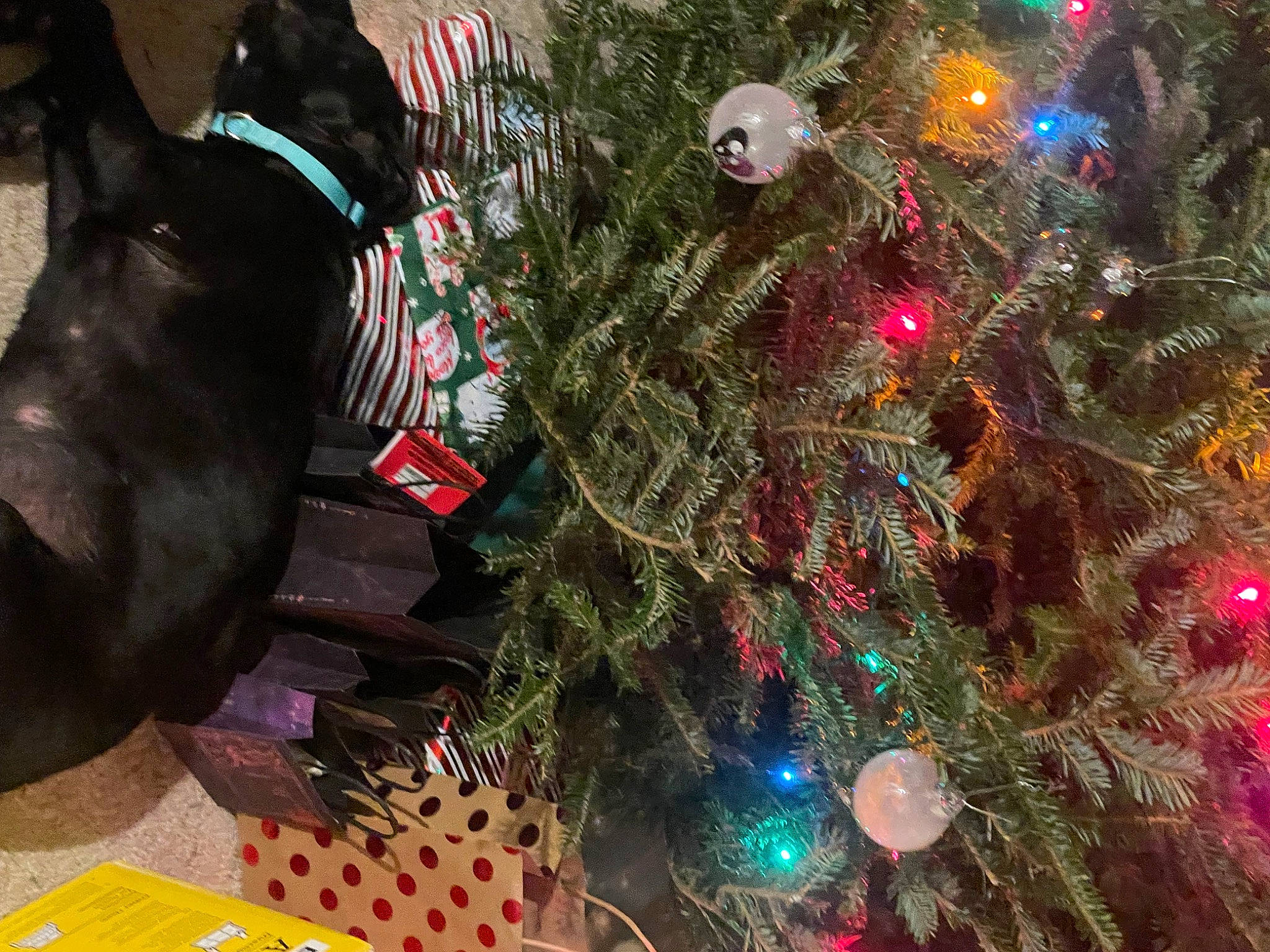 Ash joined the competition — help win amazing prizes! christmas, christmas_decoration, christmas_eve, christmas_lights, christmas_ornament, christmas_tree, collar, conifer, decoration, event, evergreen, holiday, holiday_ornament, light, organism, ornament, plant, tradition, tree, working_animal