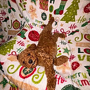 Oakley is registered to the contest to win money with this photo: dog, brown_dog, curly_fur, lying_down, blanket, christmas, holiday, gingerbread_man, stocking, christmas_tree, festive, pattern, cute, pet, cozy, indoor, playful, fur, animal, relaxing