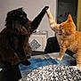 animal, black_cat, cat, cats, cute, domestic, feline, friendship, fur, high_five, home, indoor, orange_tabby, paw, pet, placemat, plate, playful, table, whiskers