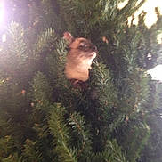 Puma is registered to the contest to win money with this photo: cat, pine_tree, greenery, animal, pet, fur, outdoor, nature, branches, curious, wildlife, mammal, tree, leafy, closeup, feline, soft_light, blurred, camouflage, wild