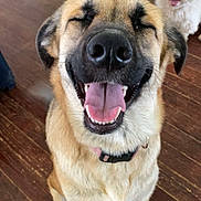 Padme joined the competition — help win amazing prizes! animal, canine, close_up, collar, companion, cute, dog, domestic_animal, friendly, fur, happy, indoor, mammal, pet, playful, sitting, smiling, tongue_out, two_dogs, wooden_floor