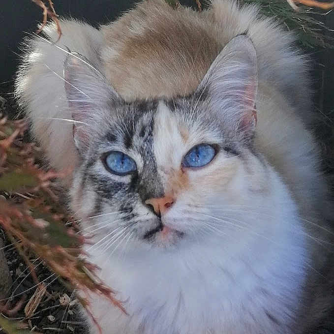 Myla