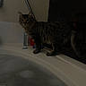 Boots is registered to the contest to win money with this photo: cat, tabby_cat, bathtub, bubbles, water, indoor, curious, pet, animal, feline, bathroom, edge, domestic, fur, whiskers, alert, dim_lighting, home, container, standing