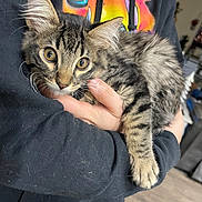 Boots joined the competition — help win amazing prizes! animal, cat, couch, cozy, domestic, eyes, feline, fur, furniture, hand, holding, hoodie, indoor, kitten, living_room, person, pet, tabby, television, whiskers