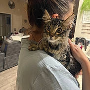 Boots joined the competition — help win amazing prizes! cat, tabby_cat, person, indoor, living_room, hair_clip, holding, curious, wide_eyes, shoulder, casual_clothing, couch, kitchen, plant, hand, fur, collar, tag, home, soft_lighting