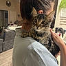 Boots joined the competition — help win amazing prizes! casual_clothing, cat, collar, couch, curious, fur, hair_clip, hand, holding, home, indoor, kitchen, living_room, person, plant, shoulder, soft_lighting, tabby_cat, tag, wide_eyes