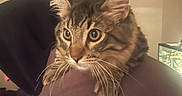Boots joined the competition — help win amazing prizes! cat, tabby_cat, pet, animal, fur, whiskers, ears, eyes, person, hoodie, shoulder, indoor, curious, closeup, mammal, domestic_animal, portrait, feline, young_cat, looking