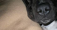 Diesel joined the competition — help win amazing prizes! affection, animal, beige, black_dog, canine, close_up, comfort, companion, cozy, dog, fur, hand, human_hand, indoor, nose, pet, relaxation, resting, snout, texture