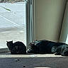 Diesel joined the competition — help win amazing prizes! animal, calm, carpet, cat, companion, dog, domestic, floor, glass_door, home, indoor, pet, quiet, relaxing, resting, shadow, side_view, sunlight, wall, window