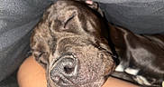 Diesel joined the competition — help win amazing prizes! dog, sleeping, close_up, resting, pet, animal, canine, face, nose, fur, whiskers, paw, blanket, human_arm, cozy, comfort, relaxation, domestic_animal, indoor, snuggle