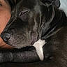 Diesel joined the competition — help win amazing prizes! dog, black_dog, sleeping, close_up, face, person, resting, companion, pet, cozy, indoor, quilted_background, animal, fur, snout, ear, white_chest, peaceful, relaxed, napping