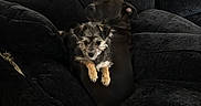 Hiccup is registered to the contest to win money with this photo: dog, couch, pet, snuggle, fur, black_dog, fluffy_dog, indoor, cozy, plush_cushion, relax, animal, companion, cute, friendship, resting, home, comfortable, two_animals, dark_furniture