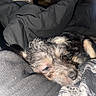 dog, sleeping, blanket, fur, pet, cozy, closeup, indoor, resting, animal, cute, snuggled, texture, dark, soft, nap, fur_texture, canine, portrait, comfort