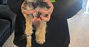 Hiccup is registered to the contest to win money with this photo: carpet, clothing, couch, cozy, cute, dog, eyes, face, fur, furniture, hands, holding, indoor, living_room, pants, person, pet, puppy, small_dog, sweatshirt
