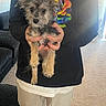 puppy, dog, person, hands, indoor, carpet, clothing, sweatshirt, pants, living_room, furniture, couch, cute, pet, small_dog, holding, fur, eyes, face, cozy