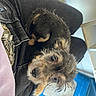 dog, puppy, pet, lap, denim, clothing, floor, chair, blue, indoor, looking_up, fur, cute, small_dog, domestic_animal, canine, person_partial, casual, home, companion