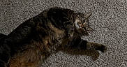 Koji joined the competition — help win amazing prizes! cat, tabby_cat, fluffy, furry, pet, animal, lying_down, carpet, indoor, home, floor, boots, black_boots, legs, fashion, portrait, relaxed, staring, whiskers, striped_fur