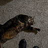 cat, tabby_cat, fluffy, furry, pet, animal, lying_down, carpet, indoor, home, floor, boots, black_boots, legs, fashion, portrait, relaxed, staring, whiskers, striped_fur