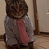 cat, tabby_cat, pet, animal, shirt, tie, dressed_up, striped_clothing, red_tie, sitting, portrait, indoors, floor, tiles, door, wall, whiskers, ears, front_view, funny