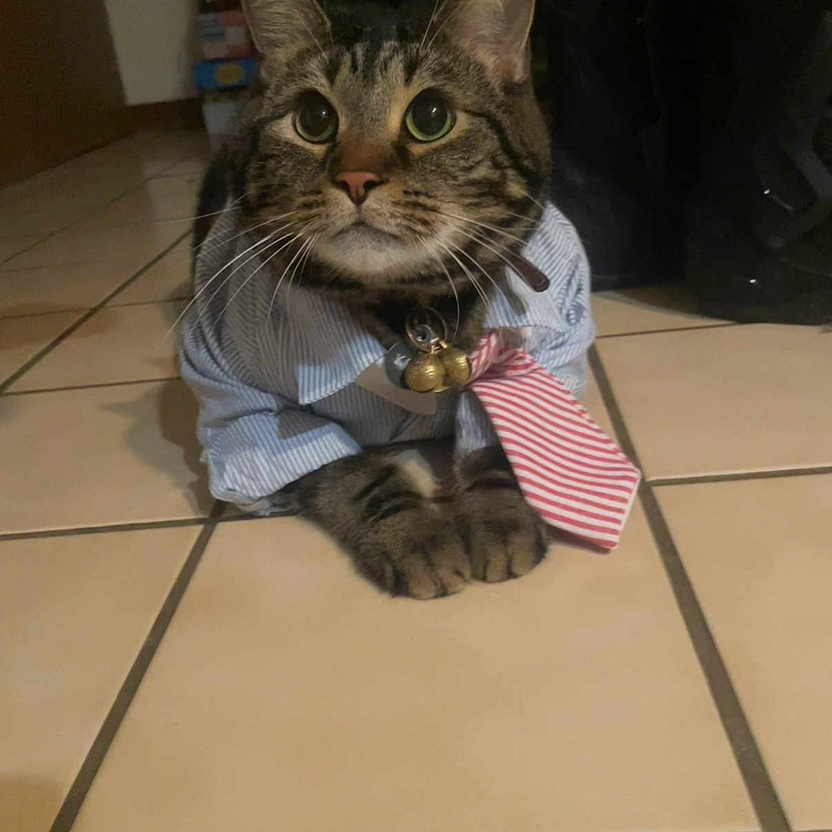 Koji